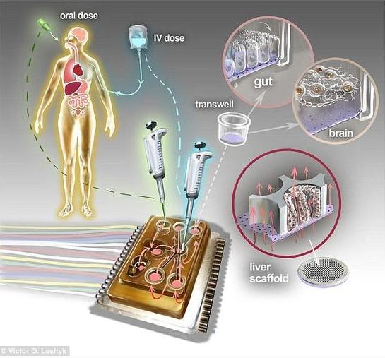 科技前沿引领未来医学发展，人体芯片最新新闻